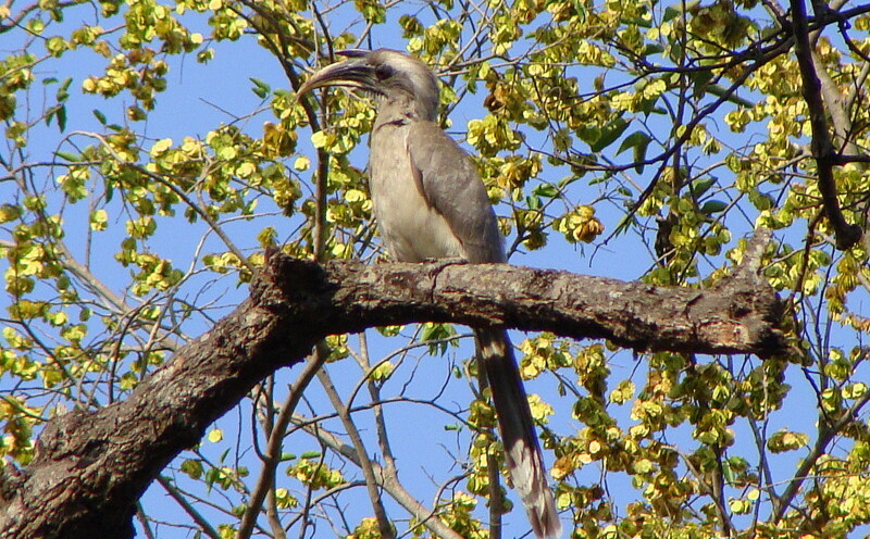 Indian Grey Hornbill - Male at Neelkanth – Chilla Road, Rishikesh, Uttarakhand, India