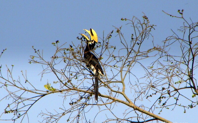 Malabar Pied Hornbill at Neelkanth – Chilla road, Rishikesh, Uttarakhand, India