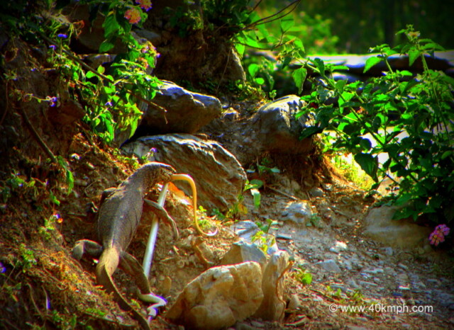 Monitor Lizard Eating Snake nearby Vyas Ghat, Devprayag, Uttarakhand, India