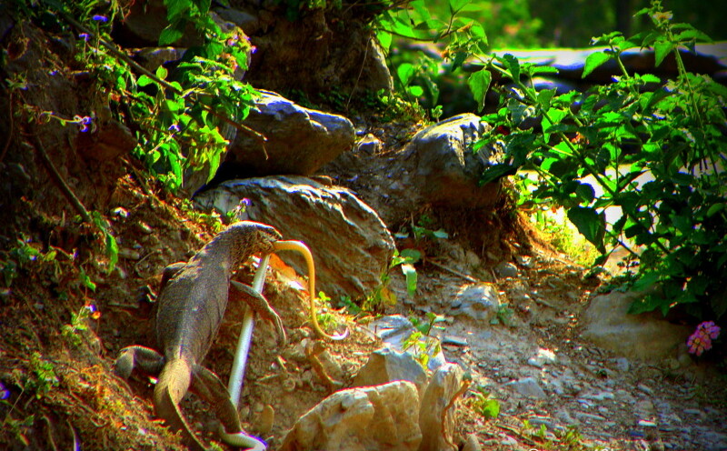 Monitor Lizard Eating Snake nearby Vyas Ghat, Devprayag, Uttarakhand, India