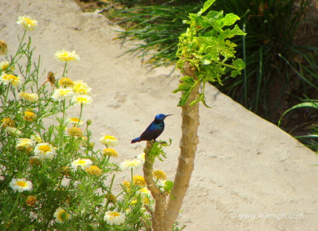 Purple Sunbird at Tapovan, Rishikesh, Uttarakhand, India