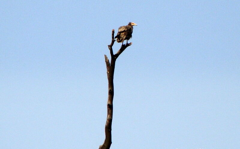 Vulture like Bird at Chilla - Barrage road, Rishikesh, Uttarakhand, India