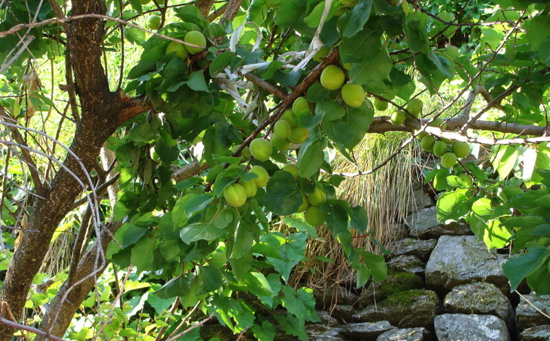 Apricot Tree with Fruits at Joshimath, Uttarakhand, India