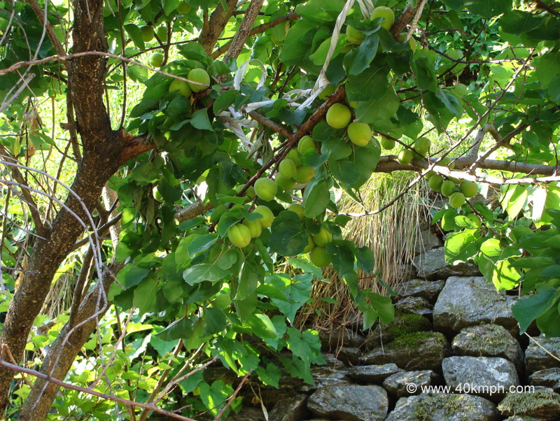 Apricot Tree with Fruits at Joshimath, Uttarakhand, India