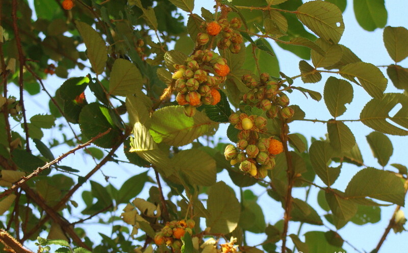 Hinsar Wild Berries at Joshimath, Uttarakhand, India