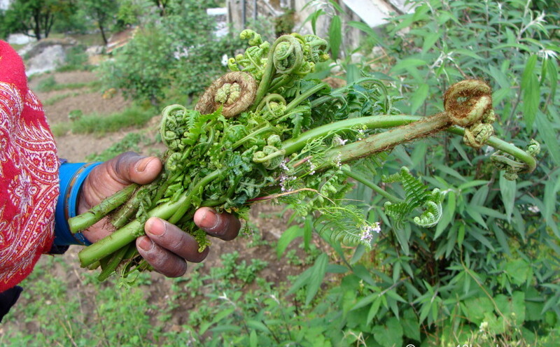 Lingda - Vegetable of Uttarakhand at Pandukeshwar