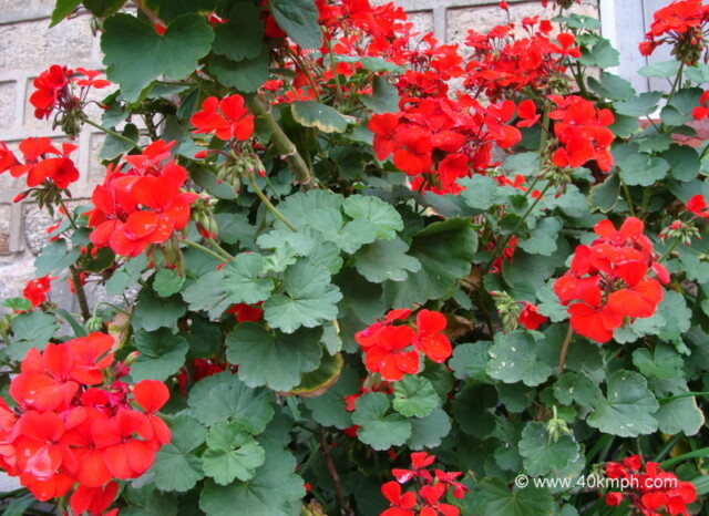 Red Geranium Flower at Birla Vishramgrih, Joshimath, Uttarakhand, India