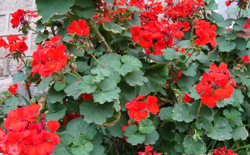 Red Geranium Flower at Birla Vishramgrih, Joshimath, Uttarakhand, India