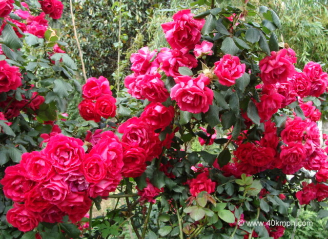 Red Roses Plants at Joshimath, Uttarakhand, India