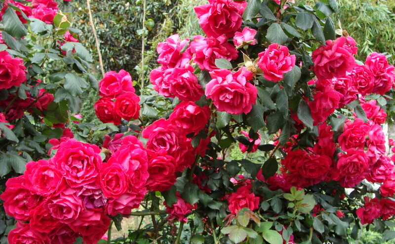 Red Roses Plants at Joshimath, Uttarakhand, India