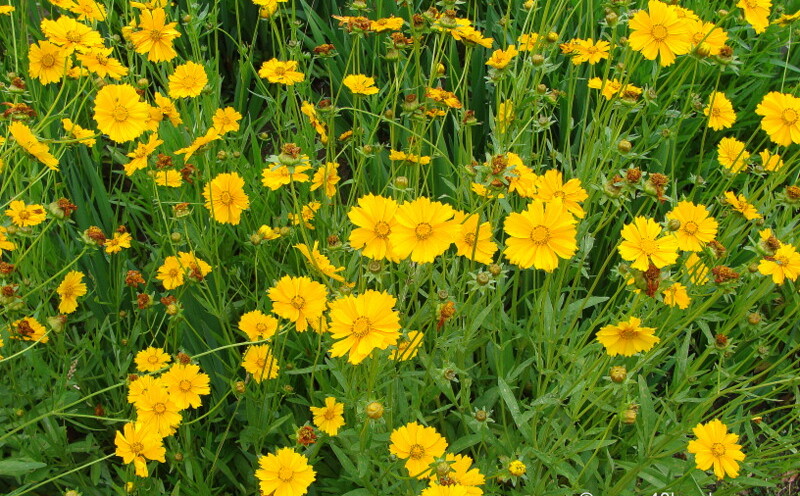 Yellow Daisy Flower at Birla Vishramgrih, Joshimath, Uttarakhand, India