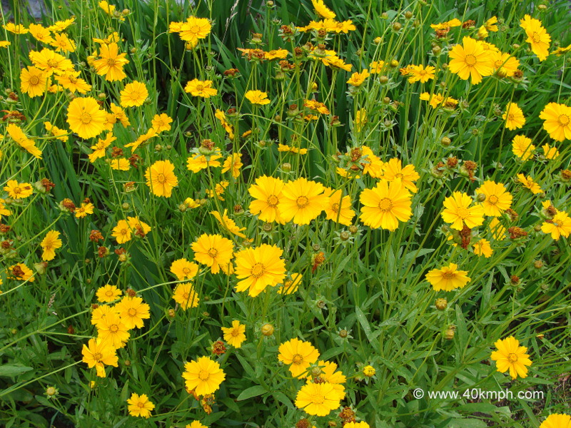 Yellow Daisy Flower at Birla Vishramgrih, Joshimath, Uttarakhand, India