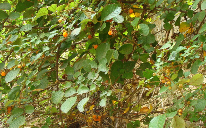 Ainselu Common Name for Hinsar Wild Berries
