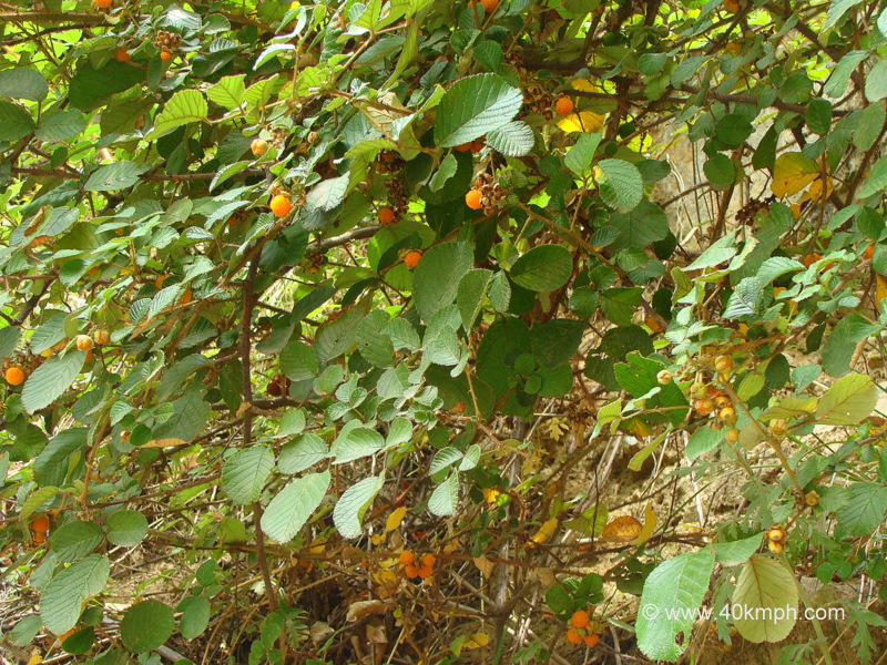 Ainselu Common Name for Hinsar Wild Berries