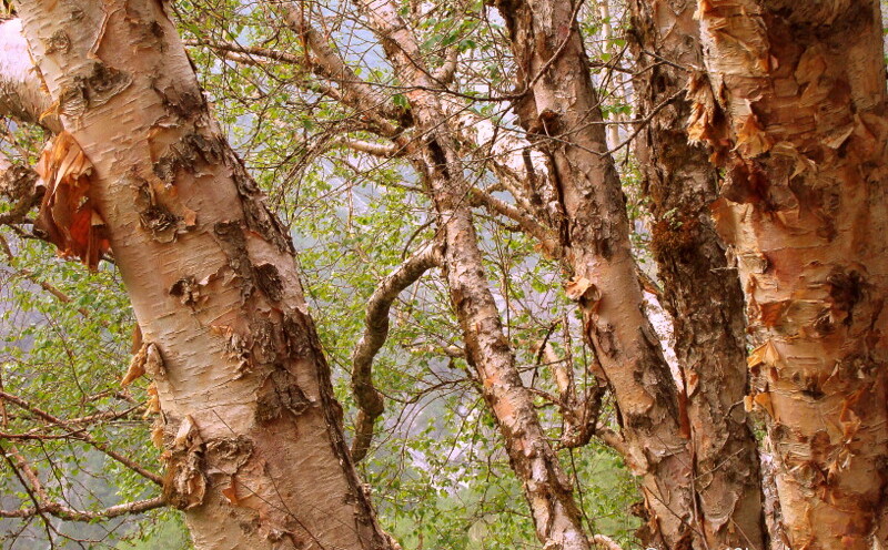 Bhojpatra Tree