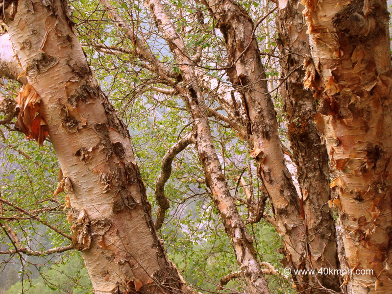 Bhojpatra Tree – Bark was used in Ancient Times for Writing