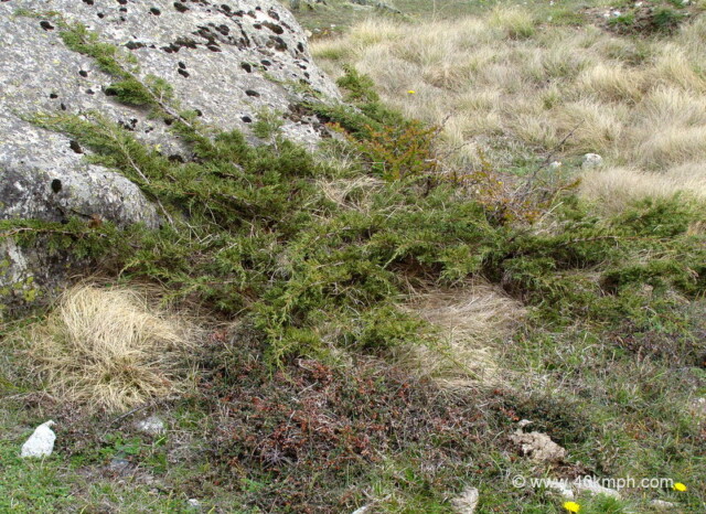 High Altitude Shrub - Himalayan Juniper near Mana Village, Uttarakhand, India