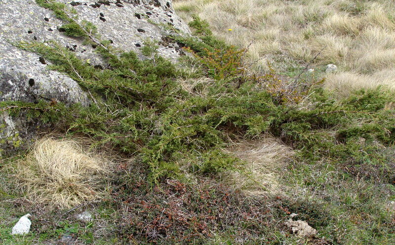 High Altitude Shrub - Himalayan Juniper near Mana Village, Uttarakhand, India