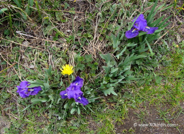 Laadu also Known as Jammu Pharn at Badrinath, Uttarakhand, India
