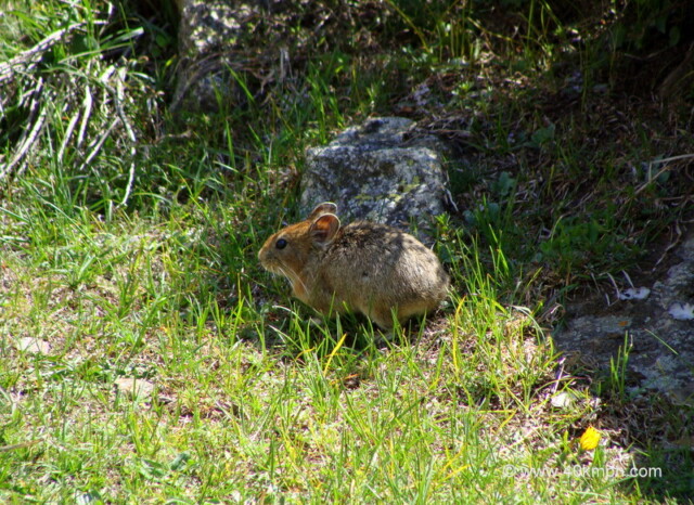 Mountain Mouse with No Tail near Mana Village, Uttarakhand, India