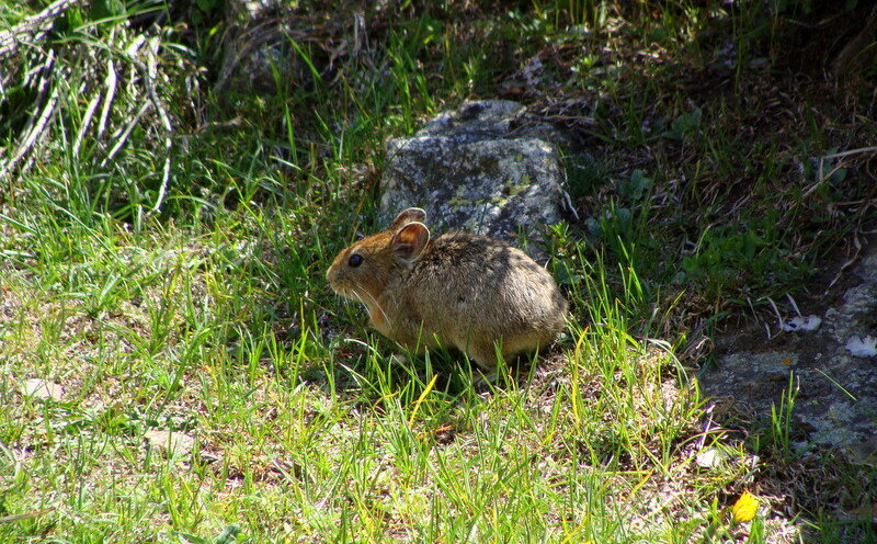 Mountain Mouse with No Tail near Mana Village, Uttarakhand, India