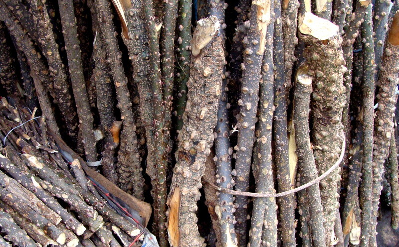 Tejbal Tree Sticks at Mana Village, Uttarakhand, India