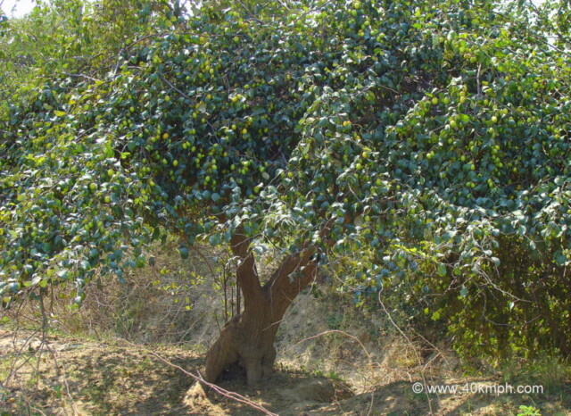 Ber Fruit Tree