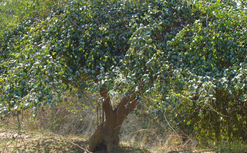 Ber Fruit Tree