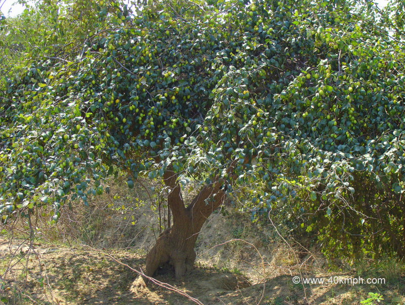 Ber Fruit Tree
