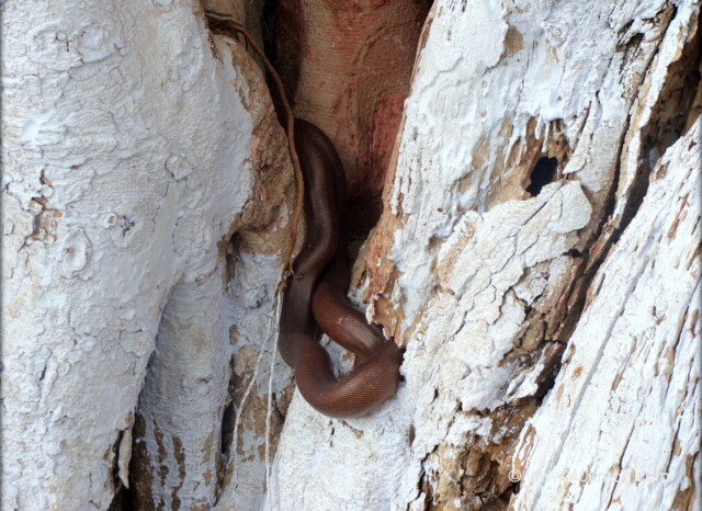 Brown Sand Boa Snake also Known as Do-muha at Karshni Ashram, Ramanreti (Mathura, Uttar Pradesh, India)