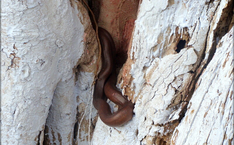 Brown Sand Boa Snake also Known as Do-muha at Karshni Ashram, Ramanreti (Mathura, Uttar Pradesh, India)