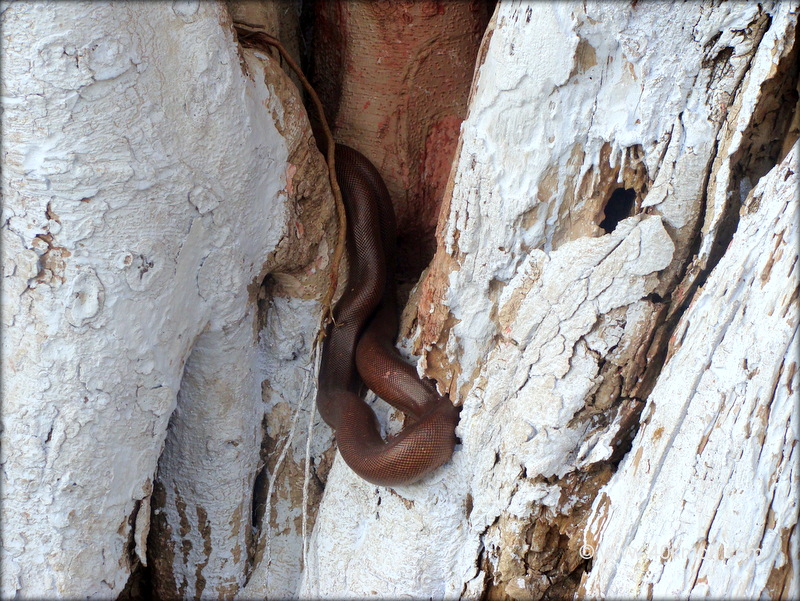 Brown Sand Boa Snake also Known as Do-muha at Karshni Ashram, Ramanreti (Mathura, Uttar Pradesh, India)