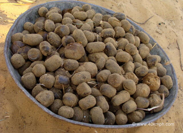 Camel Dung as Fuel Source