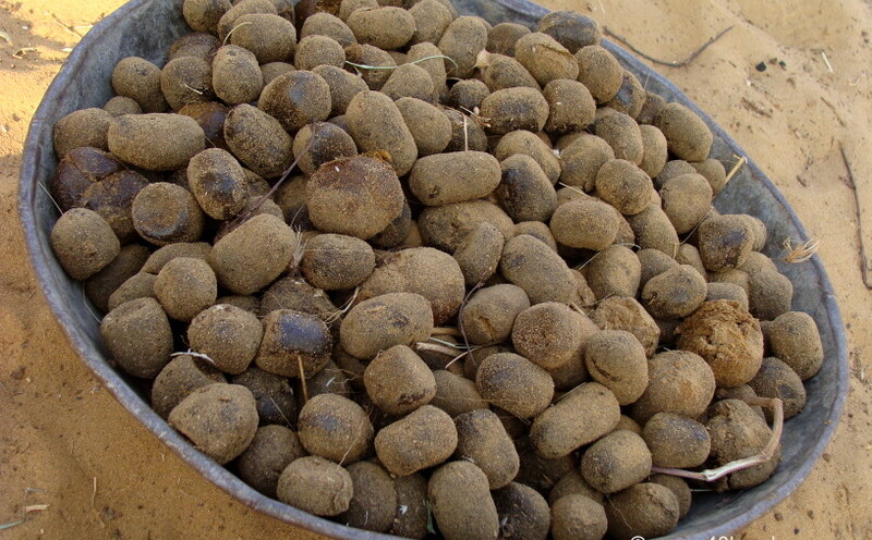 Camel Dung as Fuel Source