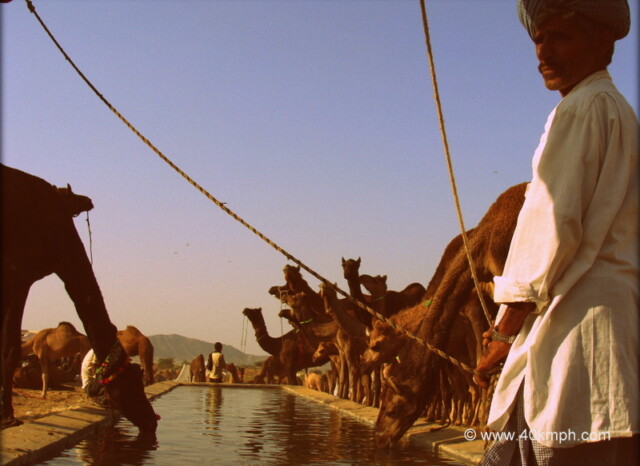 Camels Drinking Water, Pushkar Camel Fair 2011 (Rajasthan, India)