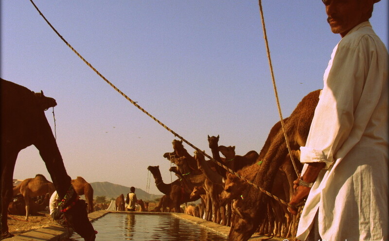 Camels Drinking Water, Pushkar Camel Fair 2011 (Rajasthan, India)