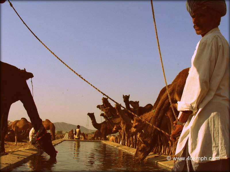 Camels Drinking Water, Pushkar Camel Fair 2011 (Rajasthan, India)