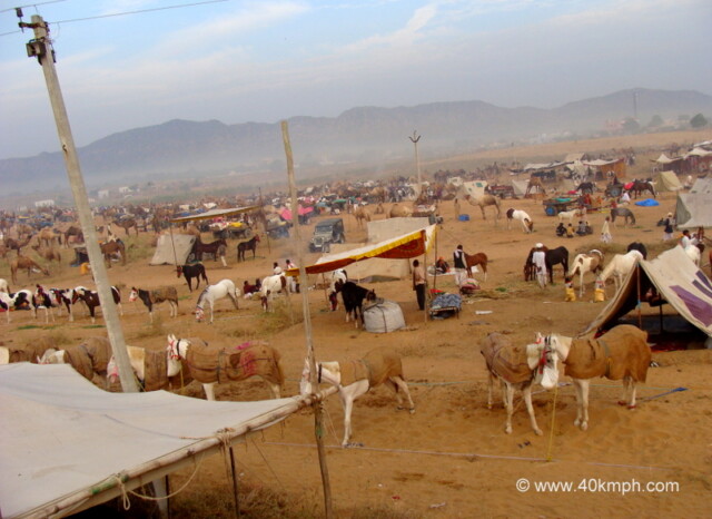 Horses for Sale in Pushkar Mela 2011 (Rajasthan, India)