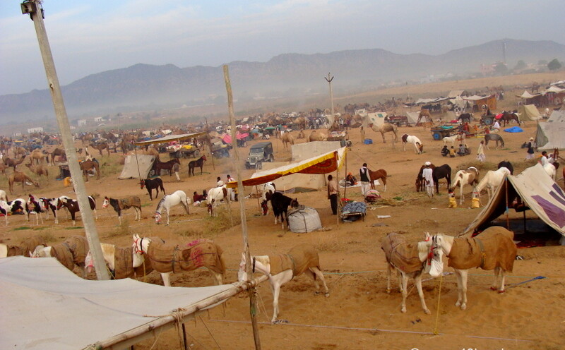 Horses for Sale in Pushkar Mela 2011 (Rajasthan, India)