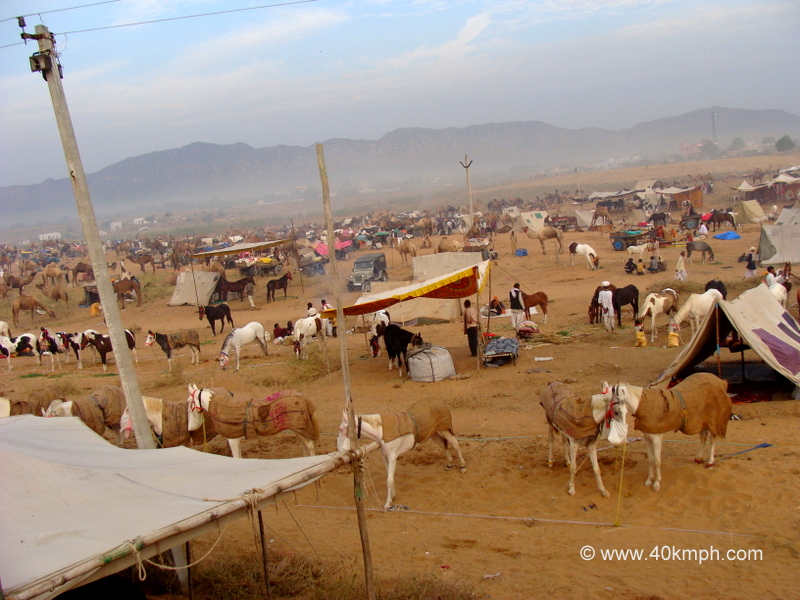 Horses for Sale in Pushkar Mela 2011 (Rajasthan, India)