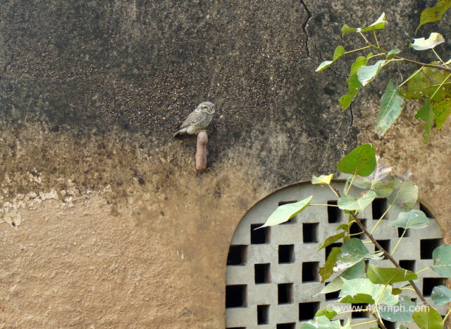 Owl Sitting on a Wall