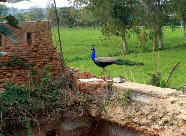 Peacock On The Wall