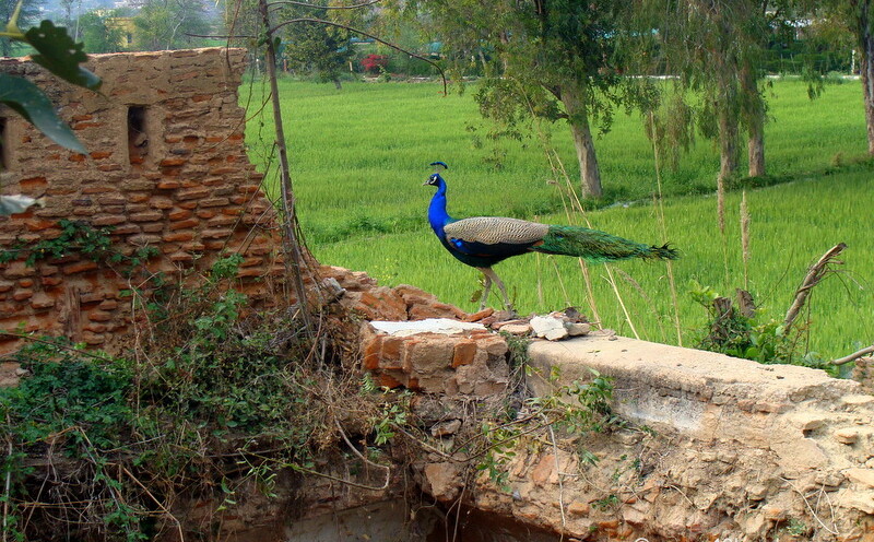 Peacock On The Wall
