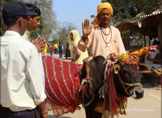 Six Legged Cow nearby Brahmand ghat (Mathura, Uttar Pradesh, India)
