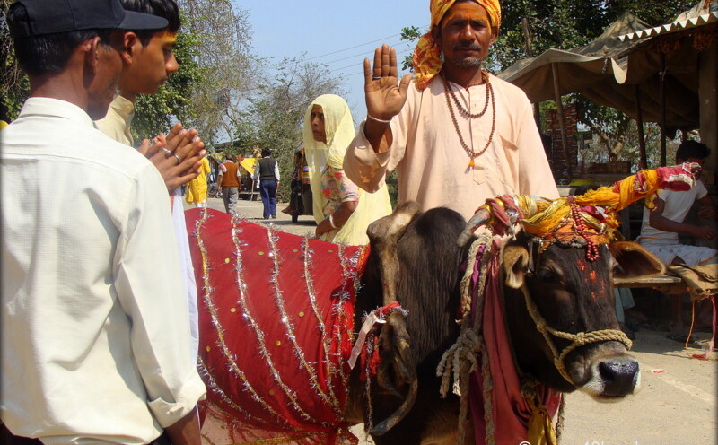 Six Legged Cow nearby Brahmand ghat (Mathura, Uttar Pradesh, India)