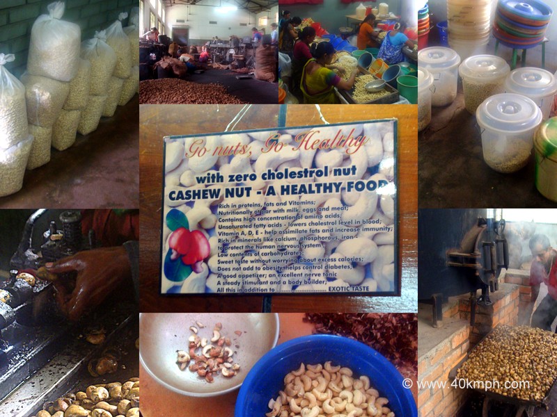 A Visit to Cashew Nut Processing Plant (Arya Cashew Products Pvt. Ltd.) in Goa