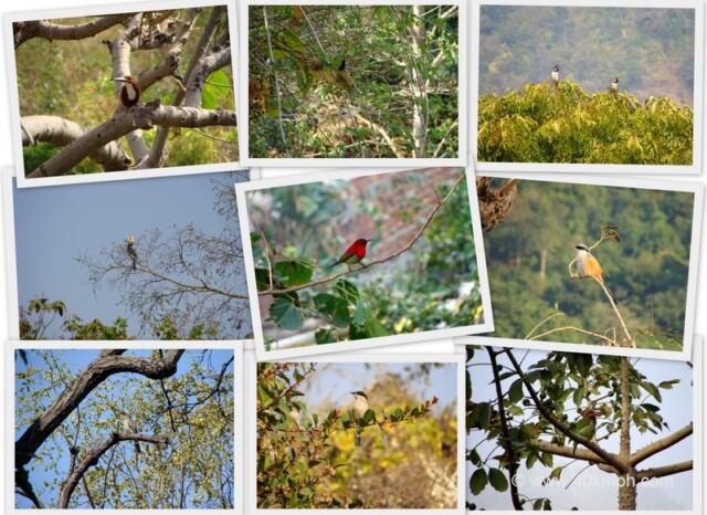 Birds in Rishikesh, Uttarakhand, India