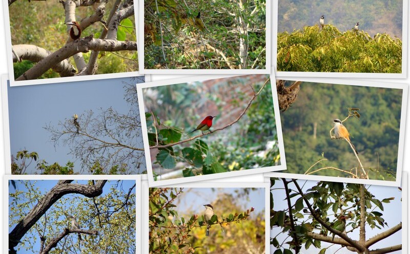 Birds in Rishikesh, Uttarakhand, India
