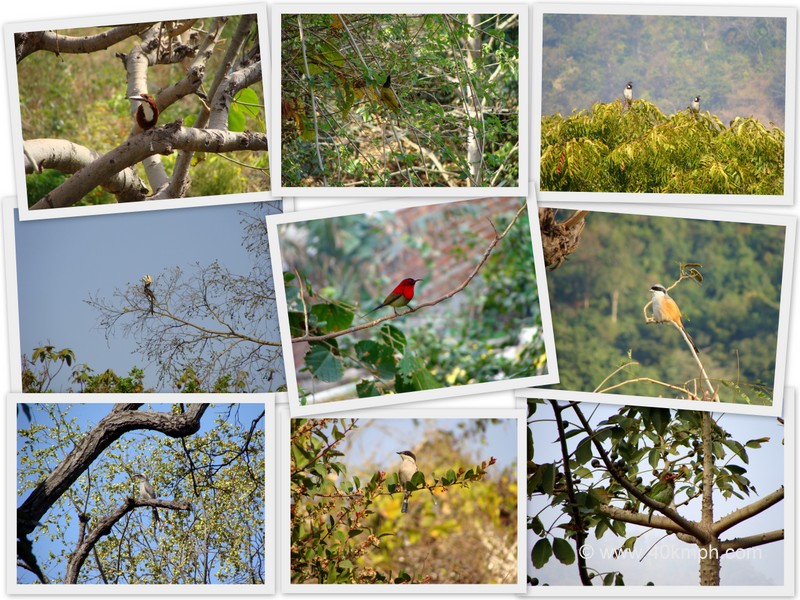 Birds in Rishikesh, Uttarakhand, India