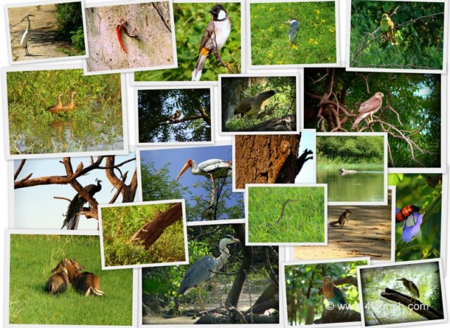 Birds of Keoladeo National Park, Bharatpur, Rajasthan, India